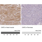 Anti-CAP2 Antibody