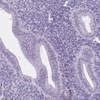 Immunohistochemical staining of human endometrium shows no positivity in glandular cells, as expected.