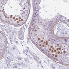 Immunohistochemical staining of human testis shows moderate nuclear positivity in cells in seminiferous ducts.