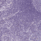 Immunohistochemical staining of human lymph node shows no positivity in non-germinal center cells as expected.