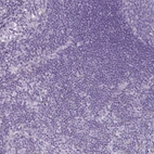 Immunohistochemical staining of human lymph node shows no positivity in non-germinal center cells as expected.