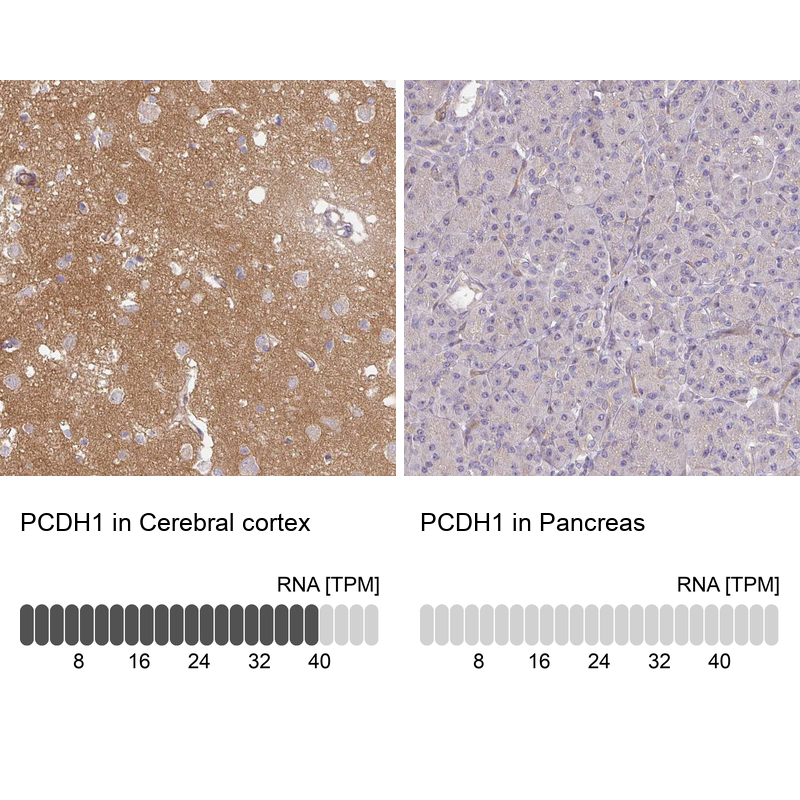 Anti-PCDH1 Antibody