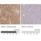 Anti-PCDH1 Antibody