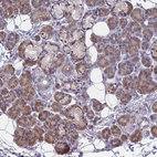 Immunohistochemical staining of human salivary gland shows moderate granular cytoplasmic positivity in glandular cells.