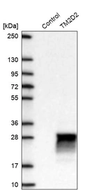 Western blot analysis in control (vector only transfected HEK293T lysate) and TM2D2 over-expression lysate (Co-expressed with a C-terminal myc-DDK tag (~3.1 kDa) in mammalian HEK293T cells, LY400403).