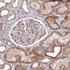 Immunohistochemical staining of human kidney shows strong positivity in nuclear membrane in cells in tubules.