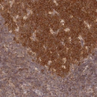 Anti-UBE2G1 Antibody