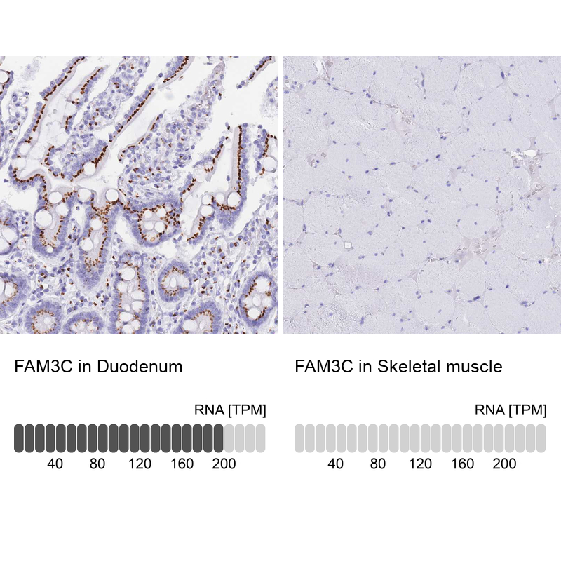 Anti-FAM3C Antibody