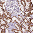 Anti-FMC1 Antibody