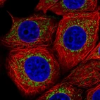 Immunofluorescent staining of human cell line MCF7 shows localization to mitochondria.