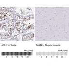 Anti-ANLN Antibody