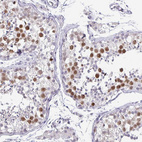Immunohistochemical staining of human testis shows moderate to strong nuclear positivity in cells in seminiferous ducts.