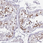 Immunohistochemical staining of human testis shows moderate to strong nuclear positivity in cells in seminiferous ducts.