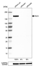 Anti-ANLN Antibody