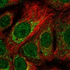 Immunofluorescent staining of human cell line MCF7 shows localization to nucleoplasm & mitochondria.