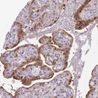 Immunohistochemical staining of human placenta shows strong nuclear and cytoplasmic positivity in trophoblastic cells.