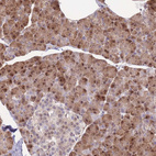 Immunohistochemical staining of human pancreas shows strong nuclear and cytoplasmic positivity in exocrine glandular cells.