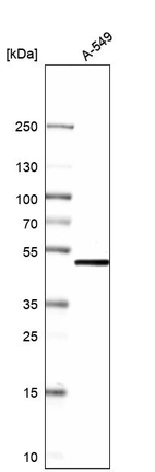 Western blot analysis in human cell line A-549.