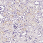 Immunohistochemical staining of human kidney shows weak granular cytoplasmic positivity in cells in tubules.