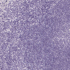 Immunohistochemical staining of human tonsil shows no positivity in non-germinal center cells as expected.