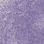 Immunohistochemical staining of human tonsil shows no positivity in non-germinal center cells as expected.