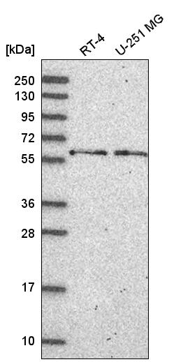 Anti-NELFCD Antibody