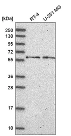 Anti-NELFCD Antibody