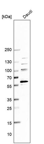 Anti-BCL6 Antibody