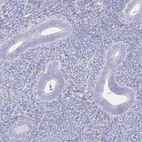 Immunohistochemical staining of human endometrium shows no positivity in glandular cells as expected.