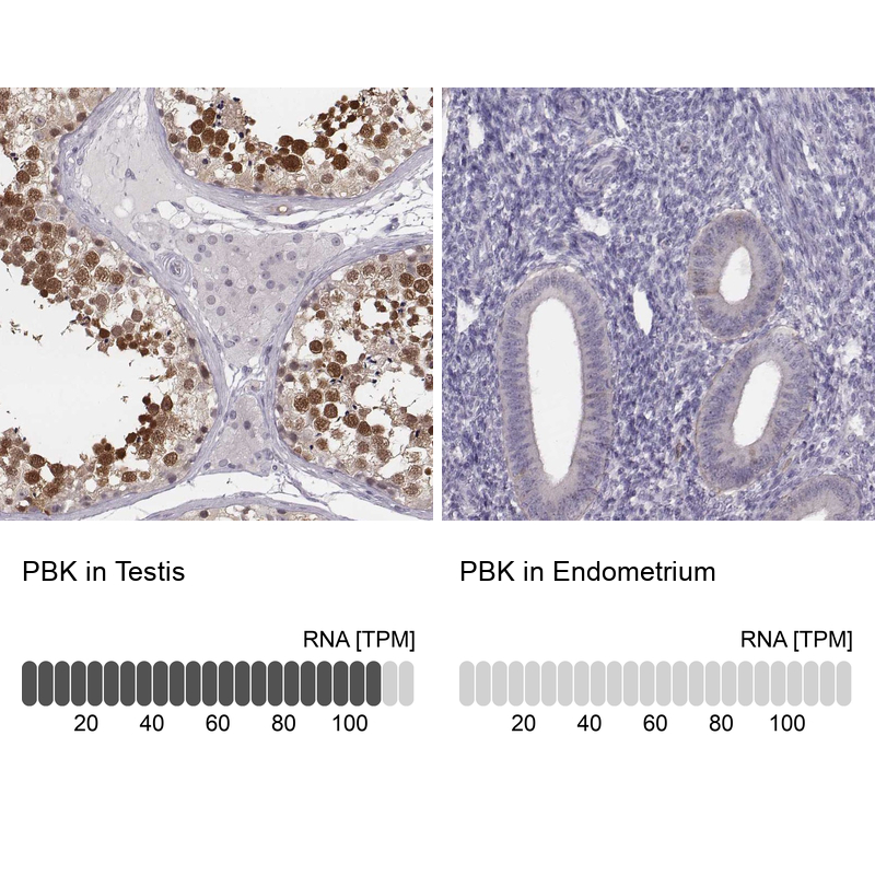 Anti-PBK Antibody