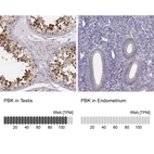 Anti-PBK Antibody