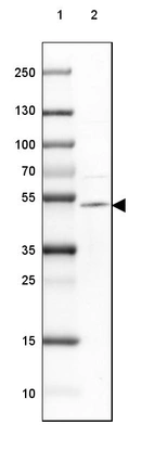Lane 1: Marker [kDa] 250, 130, 100, 70, 55, 35, 25, 15, 10_br/_Lane 2: Human Cerebral Cortex tissue