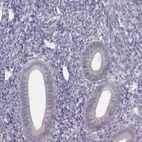 Immunohistochemical staining of human endometrium shows low expression as expected.