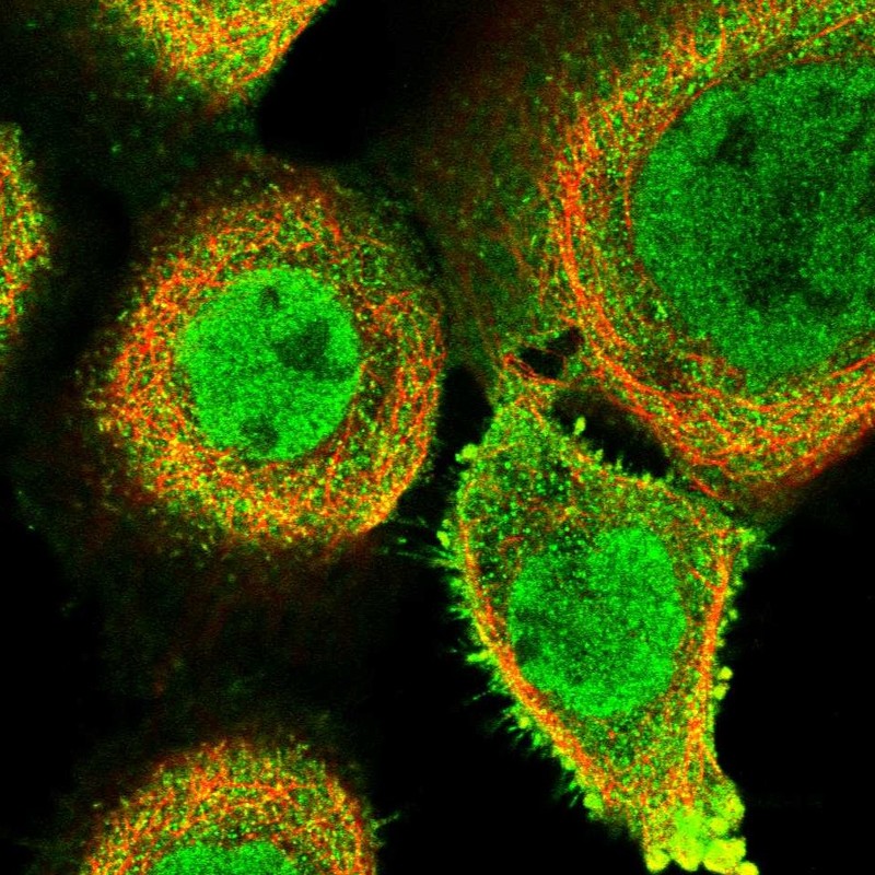 Anti-FAM189B Antibody