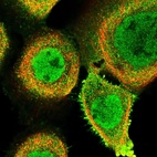 Anti-FAM189B Antibody
