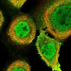 Anti-FAM189B Antibody