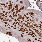 Anti-CASP2 Antibody
