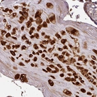 Anti-CASP2 Antibody