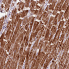 Anti-NT5DC2 Antibody