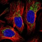 Immunofluorescent staining of human cell line U-2 OS shows localization to mitochondria.