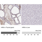 Anti-HIRA Antibody