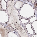 Immunohistochemical staining of human thyroid gland shows high expression.