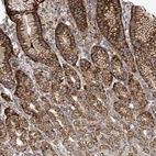 Anti-EGFL7 Antibody