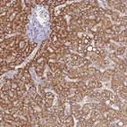 Anti-NUB1 Antibody