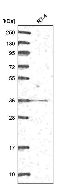 Anti-GGPS1 Antibody
