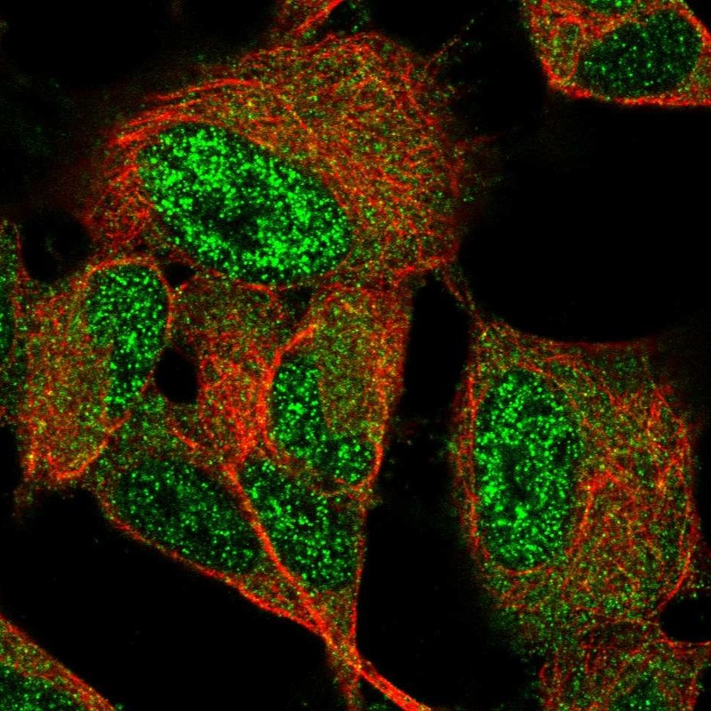 Anti-GIMAP6 Antibody