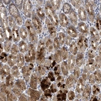 Anti-C9orf152 Antibody