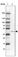 Anti-SCCPDH Antibody