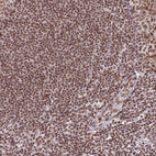 Immunohistochemical staining of human tonsil shows strong nuclear positivity in non-germinal center cells.