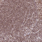 Immunohistochemical staining of human tonsil shows strong nuclear positivity in non-germinal center cells.